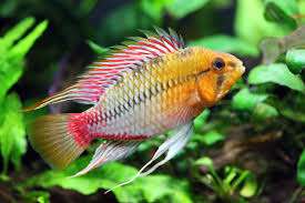 Apistogramma hongsloi L